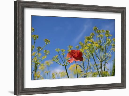 Morocco, Taounate, spring flowers bloom.-Emily Wilson-Framed Photographic Print