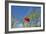 Morocco, Taounate, spring flowers bloom.-Emily Wilson-Framed Photographic Print