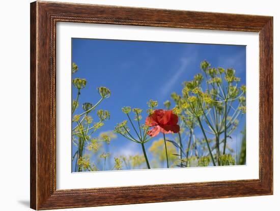 Morocco, Taounate, spring flowers bloom.-Emily Wilson-Framed Photographic Print