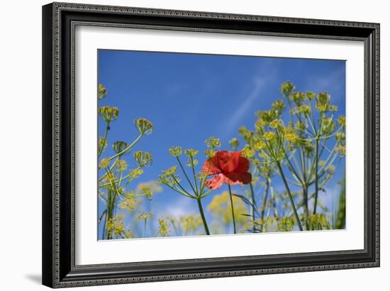 Morocco, Taounate, spring flowers bloom.-Emily Wilson-Framed Photographic Print