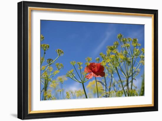 Morocco, Taounate, spring flowers bloom.-Emily Wilson-Framed Photographic Print