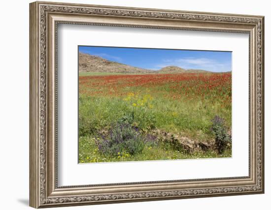 Morocco, Taounate, spring flowers bloom.-Emily Wilson-Framed Photographic Print