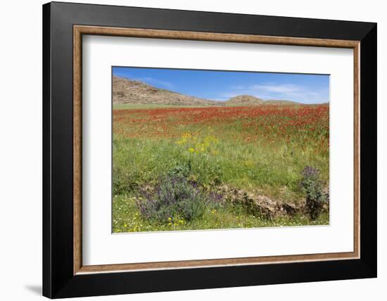 Morocco, Taounate, spring flowers bloom.-Emily Wilson-Framed Photographic Print