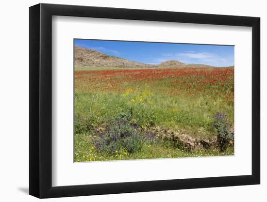 Morocco, Taounate, spring flowers bloom.-Emily Wilson-Framed Photographic Print