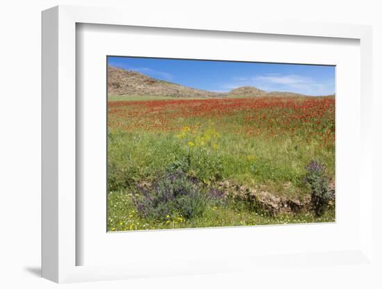 Morocco, Taounate, spring flowers bloom.-Emily Wilson-Framed Photographic Print