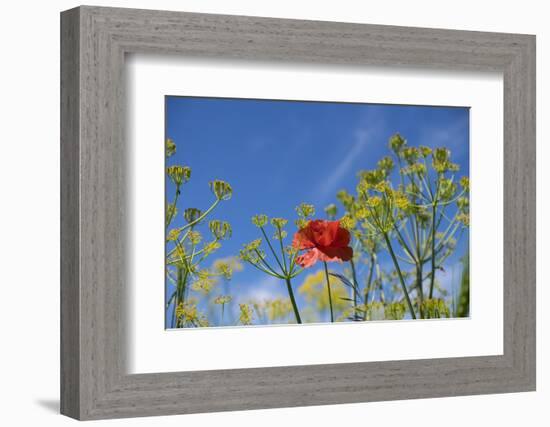 Morocco, Taounate, spring flowers bloom.-Emily Wilson-Framed Photographic Print