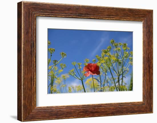 Morocco, Taounate, spring flowers bloom.-Emily Wilson-Framed Photographic Print