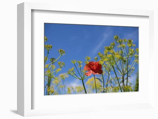 Morocco, Taounate, spring flowers bloom.-Emily Wilson-Framed Photographic Print