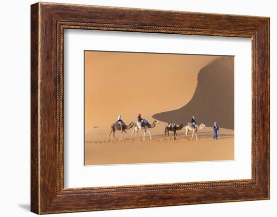 Morocco. Tourists ride camels in Erg Chebbi in the Sahara desert.-Brenda Tharp-Framed Photographic Print