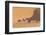 Morocco. Tourists ride camels in Erg Chebbi in the Sahara desert.-Brenda Tharp-Framed Photographic Print