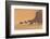 Morocco. Tourists ride camels in Erg Chebbi in the Sahara desert.-Brenda Tharp-Framed Photographic Print