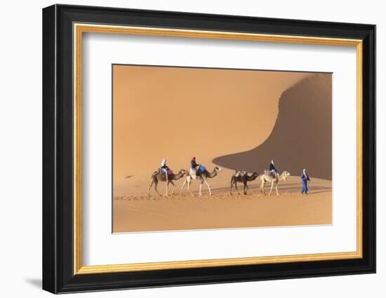 Morocco. Tourists ride camels in Erg Chebbi in the Sahara desert.-Brenda Tharp-Framed Photographic Print