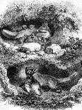 The Fox Burrow, Vintage Engraved Illustration. Magasin Pittoresque 1867.-Morphart-Premier Image Canvas