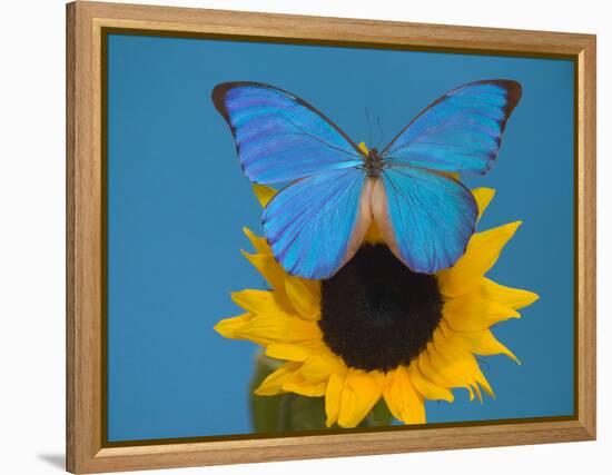 Morpho Anaxibia Butterfly on Flowers-Darrell Gulin-Framed Premier Image Canvas