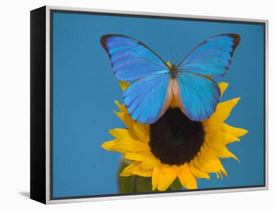 Morpho Anaxibia Butterfly on Flowers-Darrell Gulin-Framed Premier Image Canvas