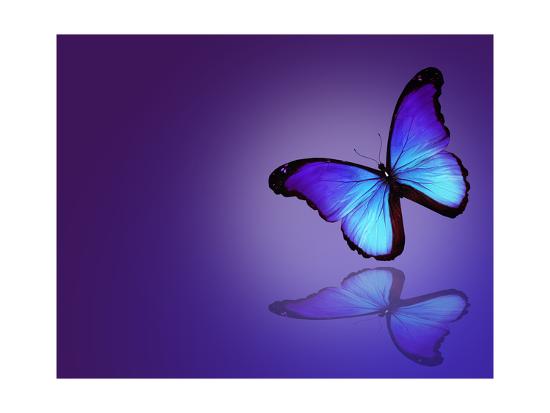 Morpho Blue Butterfly On Dark Blue Background Art Print Suns Luck Art Com Morpho Blue Butterfly On Dark Blue Background Art Print Suns Luck Art Com