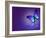 Morpho Blue Butterfly on Dark Blue Background-suns_luck-Framed Art Print