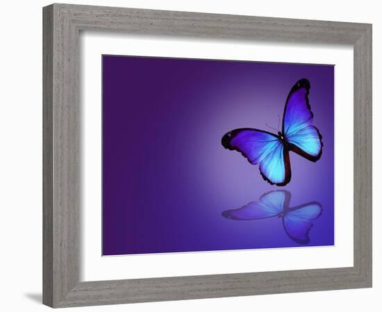 Morpho Blue Butterfly on Dark Blue Background-suns_luck-Framed Art Print