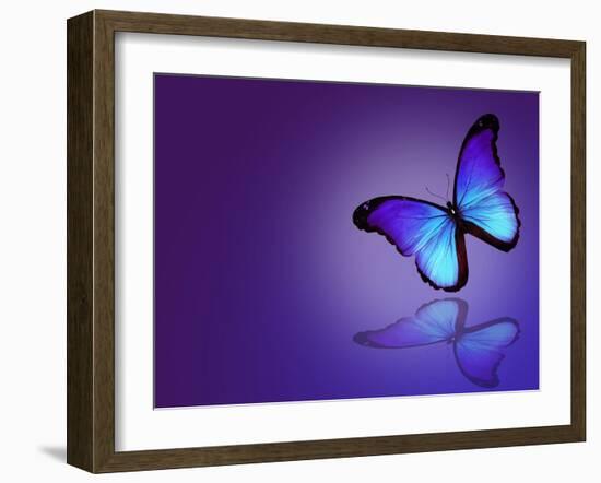 Morpho Blue Butterfly on Dark Blue Background-suns_luck-Framed Art Print