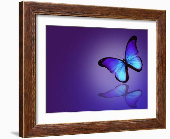 Morpho Blue Butterfly on Dark Blue Background-suns_luck-Framed Art Print