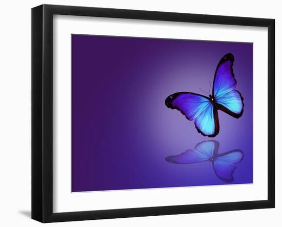 Morpho Blue Butterfly on Dark Blue Background-suns_luck-Framed Art Print