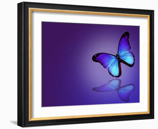 Morpho Blue Butterfly on Dark Blue Background-suns_luck-Framed Art Print