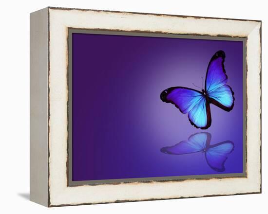 Morpho Blue Butterfly on Dark Blue Background-suns_luck-Framed Stretched Canvas