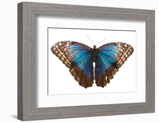 Morpho butterfly on white background. Costa Rica-Nick Hawkins-Framed Photographic Print