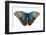 Morpho butterfly on white background. Costa Rica-Nick Hawkins-Framed Photographic Print