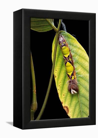 Morpho Menelaus (Menelaus Blue Morpho) - Caterpillar-Paul Starosta-Framed Premier Image Canvas