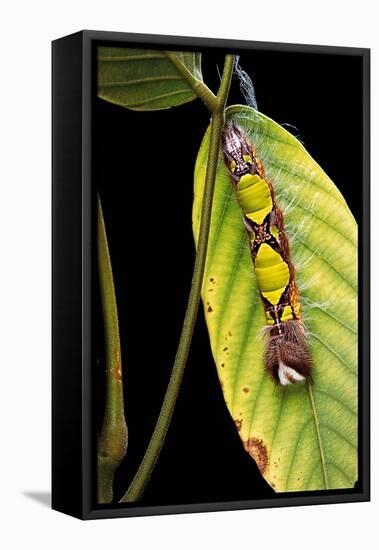 Morpho Menelaus (Menelaus Blue Morpho) - Caterpillar-Paul Starosta-Framed Premier Image Canvas