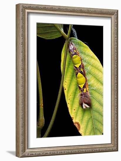 Morpho Menelaus (Menelaus Blue Morpho) - Caterpillar-Paul Starosta-Framed Photographic Print