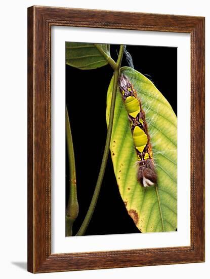 Morpho Menelaus (Menelaus Blue Morpho) - Caterpillar-Paul Starosta-Framed Photographic Print