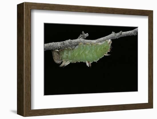 Morpho Peleides (Blue Morpho) - Caterpillar before Pupating-Paul Starosta-Framed Photographic Print