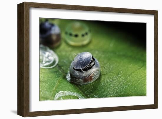 Morpho Peleides (Blue Morpho) - Caterpillar Hatching out of Egg-Paul Starosta-Framed Photographic Print