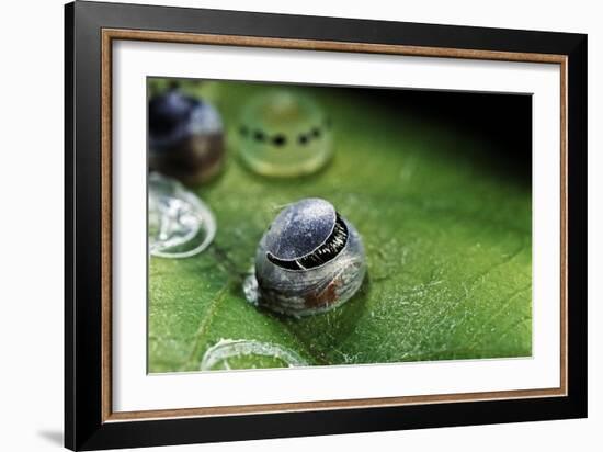 Morpho Peleides (Blue Morpho) - Caterpillar Hatching out of Egg-Paul Starosta-Framed Photographic Print