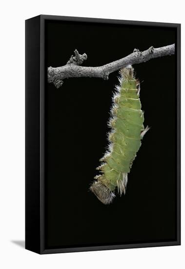 Morpho Peleides (Blue Morpho) - Caterpillar Pupating-Paul Starosta-Framed Premier Image Canvas