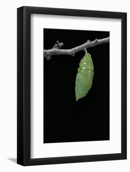 Morpho Peleides (Blue Morpho) - Caterpillar Pupating-Paul Starosta-Framed Photographic Print