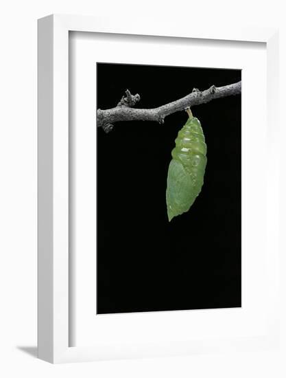 Morpho Peleides (Blue Morpho) - Caterpillar Pupating-Paul Starosta-Framed Photographic Print