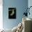 Morpho Peleides (Blue Morpho) - Caterpillar Pupating-Paul Starosta-Photographic Print displayed on a wall