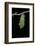 Morpho Peleides (Blue Morpho) - Caterpillar Pupating-Paul Starosta-Framed Photographic Print