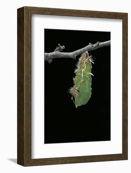 Morpho Peleides (Blue Morpho) - Caterpillar Pupating-Paul Starosta-Framed Photographic Print