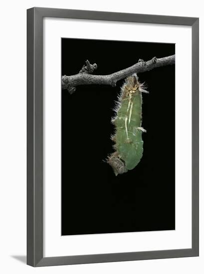 Morpho Peleides (Blue Morpho) - Caterpillar Pupating-Paul Starosta-Framed Photographic Print