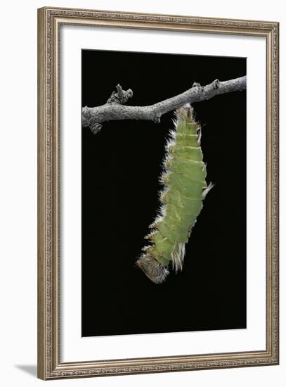 Morpho Peleides (Blue Morpho) - Caterpillar Pupating-Paul Starosta-Framed Photographic Print