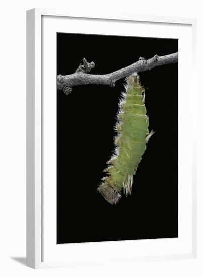 Morpho Peleides (Blue Morpho) - Caterpillar Pupating-Paul Starosta-Framed Photographic Print