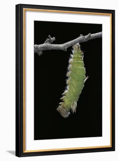 Morpho Peleides (Blue Morpho) - Caterpillar Pupating-Paul Starosta-Framed Photographic Print