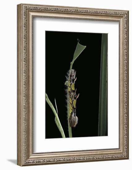 Morpho Peleides (Blue Morpho) - Caterpillar-Paul Starosta-Framed Photographic Print