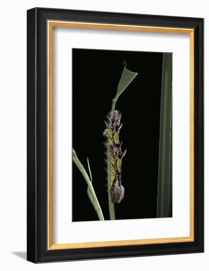 Morpho Peleides (Blue Morpho) - Caterpillar-Paul Starosta-Framed Photographic Print