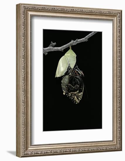 Morpho Peleides (Blue Morpho) - Emerging from Pupa-Paul Starosta-Framed Photographic Print