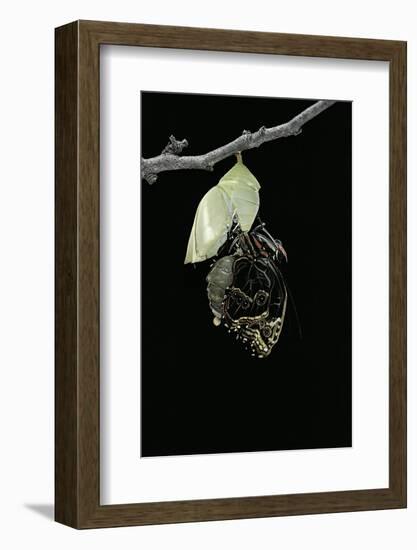 Morpho Peleides (Blue Morpho) - Emerging from Pupa-Paul Starosta-Framed Photographic Print